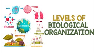 Levels of Biological Organization  Animation [upl. by Meakem]