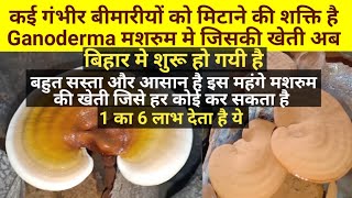 Bihar Me पहली बार Ganoderma Mushroom Ki Ho Rahi Hai Farming  Ganoderma Benefits Se Bhara Hai [upl. by Abagael]