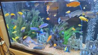 150 gallon African Cichlids tank update amp feeding [upl. by Arlen]