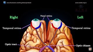 VISUAL PATHWAY ANIMATED  Animated anatomy lectures USMLE Step 1 [upl. by Jephthah]