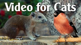 Bird Watching Video For Cats ALL DAY Bird and Squirrel Entertainment For Cats [upl. by Iredale]