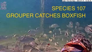 Species 107 COWFISH or BOXFISH caught by GROUPER on vivathekeys underwater livestream [upl. by Teplitz668]