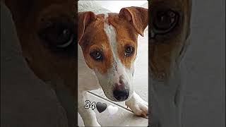 Kailanipet mascota jackrussell [upl. by Solberg]