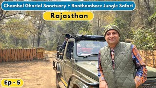 EP5 Sawai Madhopur Ranthambore Rajasthan  Chambal Gharial Sanctuary  Tikkar roti Rajasthan [upl. by Arahsit]