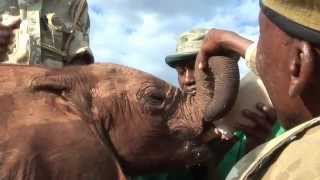 The orphans project in action  Kilagunis journey  Sheldrick Trust [upl. by Alleciram74]