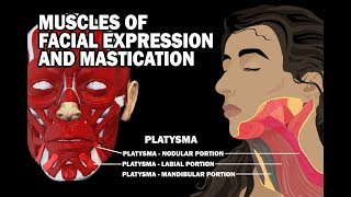 MUSCLES OF FACIAL EXPRESSION AND MASTICATION [upl. by Ellimac281]