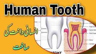 HUMAN TOOTH explain in Urdu  Biology Series  Quick Review [upl. by Lledniw]