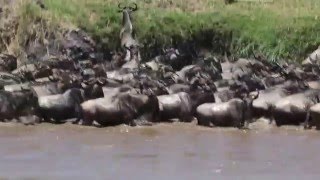 Spectacular wildebeest crossing the Mara River  Serengeti Kogatende Tanzania Oct 2015 [upl. by Lrat667]