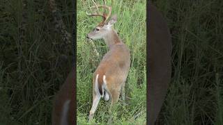 Whitetail buck wags his tail [upl. by Hirst441]