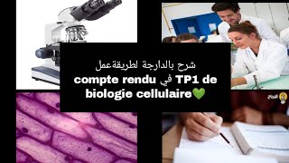 شرح بالدارجة لطريقة عمل compte rendu في TP1 de biologie cellulaire سنة اولى تخصص بيولوجي L1 Snv s1 [upl. by Anizor]