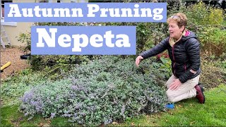 Cutting Back A Very Overgrown Nepeta [upl. by Noffets]