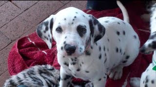 Dalmatian Puppies [upl. by Adirehs]