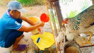 Clean the chicken coop  The chicks have just been released from the cage [upl. by Aniret]