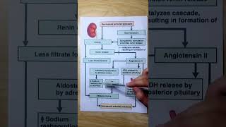 Arterial Pressure Regulation medical biology neet pathology physiology [upl. by Amar]