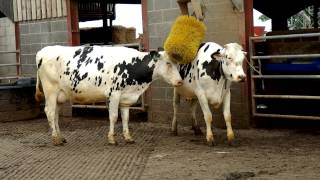 Friesian Dairy Cows [upl. by Berky]