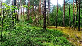 Forest Therapy 🌳 Positive Energy Birds Singing amp Healing Forest Sounds 🌳 Fresh Morning Meditation [upl. by Ahsineg]