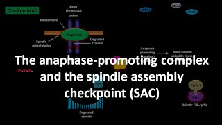 Spindle assembly checkpoint [upl. by Larimore494]