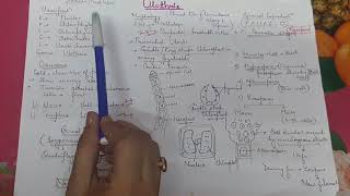 Ulothrix  vegetative structure and asexual reproduction for neet tgt pgt and 12th students [upl. by Daven]