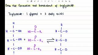 13 c Formation and breakdown of triglyceride [upl. by Bolen]