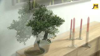 Sztuczne drzewko Bonsai Creativ Green [upl. by Aisenat]