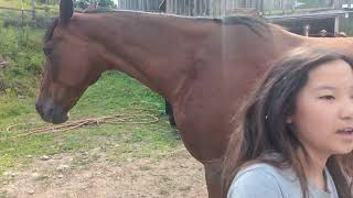 Petting George the horse Cooperstown 2024 [upl. by Avon]