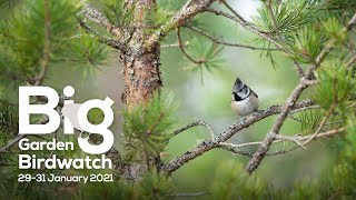 Big Garden Birdwatch Live 2021 — Saturday [upl. by Glorianna208]