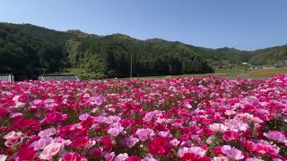 20240525 超超超撮り頃です！ 山あいを彩る色鮮やかな色待宵草の花 その３ 〜愛媛県西予市〜 [upl. by Di]