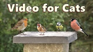 Birds Videos for Cats and Kittens to Watch Birds [upl. by Daffi]