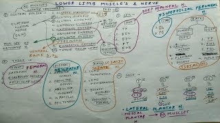 Lower Limb Muscles and these Nerve Supply  2  Obturator Femoral Sciatic Tibial Nerve [upl. by Bainbrudge355]