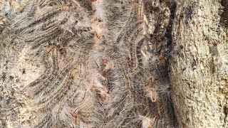 Oak processionary caterpillars  caterpillar nest [upl. by Adnorrehs]