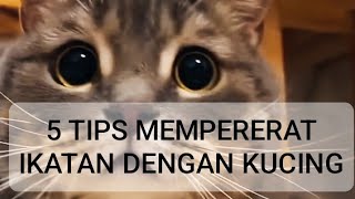 5 Tips Sederhana Membangun Ikatan Kuat dengan Kucing Peliharaan [upl. by Nymsaj586]