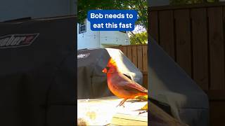 Dont be selfish Bob northerncardinal redcardinal feedingbirds birdfeeder [upl. by Alesi680]