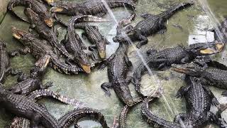 Crocodile Eat Food  Crocodile Farm Feeding Cleaning Alligator Pool 9 [upl. by Niroc]