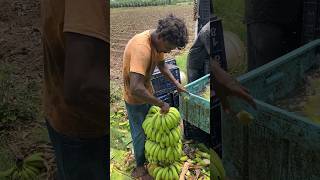 Banana 🍌harvesting cutting and packing super banana export viral bananafruitagriculture fruit ￼ [upl. by Ardnohsal598]