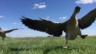 Goose flight attempt [upl. by Nnylrebma604]