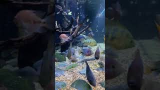 A MASSIVE 600 GALLON CENTRAL AMERICAN CICHLID TANK [upl. by Hsepid]