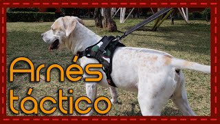 ¡El arnés perfecto para perros activos Reseña y recomendaciones del arnés deportivo [upl. by Bryanty]