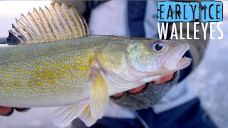 Ice Fishing INSANE School of Walleyes on Early Ice [upl. by Eckmann257]