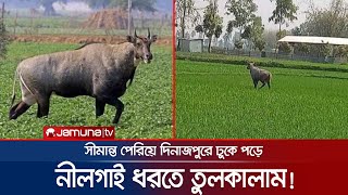 হঠাৎ দিনাজপুরে নীলগাই রক্ষা পেলো না মানুষের হাত থেকে  DinajpurNilgai [upl. by Stroup575]