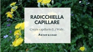 RADICCHIELLA CAPILLARE  Crepis capillaris L Wallr  Asteraceae  Smooth hawksbeard [upl. by Sidran]