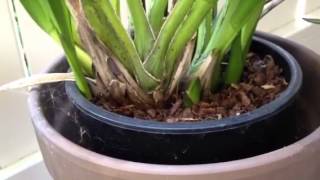 Cymbidium orchid care [upl. by Enerahs]