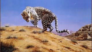 النمر العربي في جبال طويق Arabian leopard [upl. by Loats478]