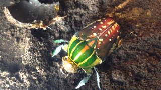 A perfect beetle for beginners  Mecynorrhina polyphemus [upl. by Aketahs]