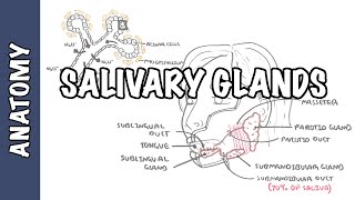 Salivary glands  Anatomy and Physiology [upl. by Eetak]