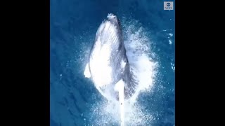 Massive humpback whale breaches water off Maui  ABC News [upl. by Ardnael340]