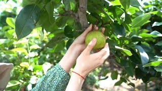 GLOBALink  Traditional delicacy on Liqiu solar term pear [upl. by Leban]