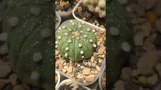 Astrophytum Asterias grow more like squid legs and rensei wannabe cactaceae astrophytum [upl. by Hervey]