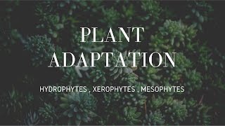 Plants Adaptation  Hydrophytes  Xerophytes  Mesophytes [upl. by Melloney854]