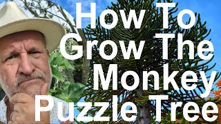 How To Grow and Plant The Monkey Puzzle Tree  Araucaria araucana [upl. by Eelinnej]