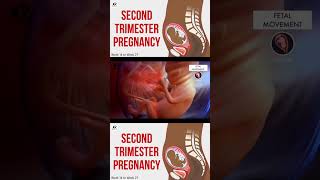 Second Trimester Pregnancy 🤰🏻🤱🏻 SecondTrimester PregnancyGuide pregnancytips prenatalcare [upl. by Nodnart]